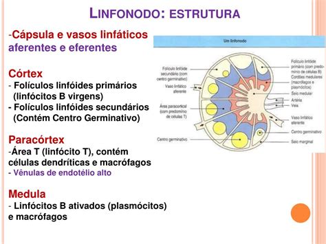 onde estão localizados os linfonodos